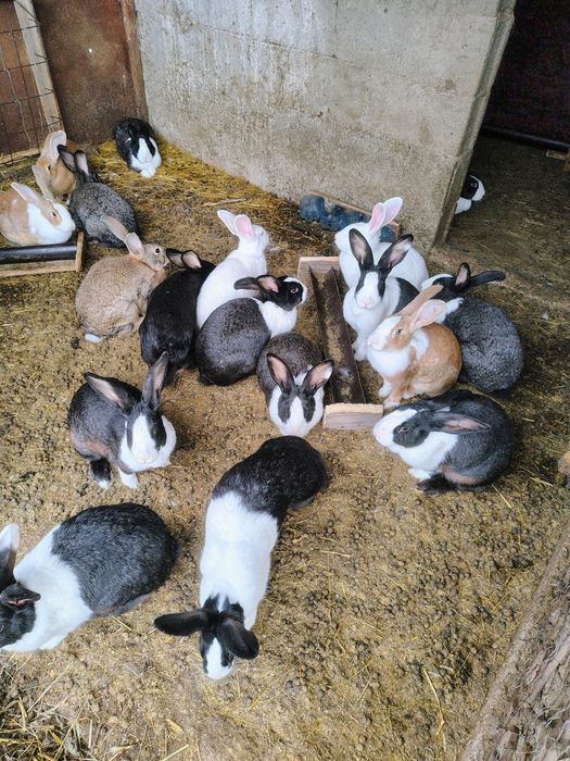 Uriaș de Transilvania, Hycole francez și Rex pitic