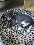 Donatie pisica 3luni