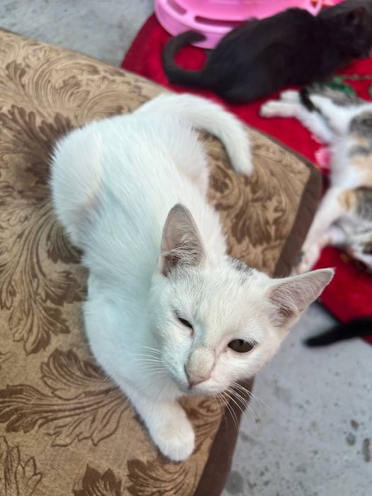 Бесплатно котята в добрые руки