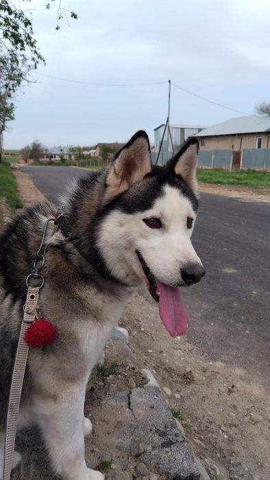Câine rasa husky