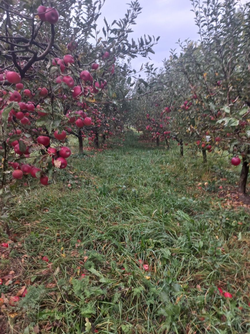 Mere Florina  naturale