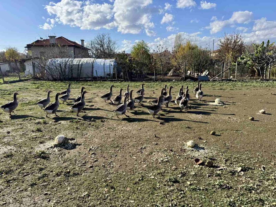 Домашни Сиви Гъски