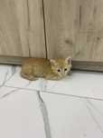 Отдам котенка в добрые руки
