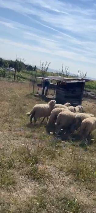 De vânzare zece miele