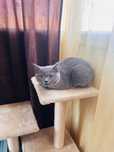 Băiețel British Shorthair