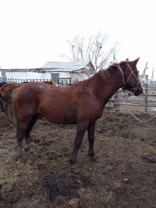 Продам айгыр за 750 000