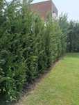 Plante Ornamentale