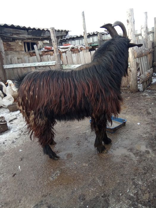 Козёл 1.5 года крупный