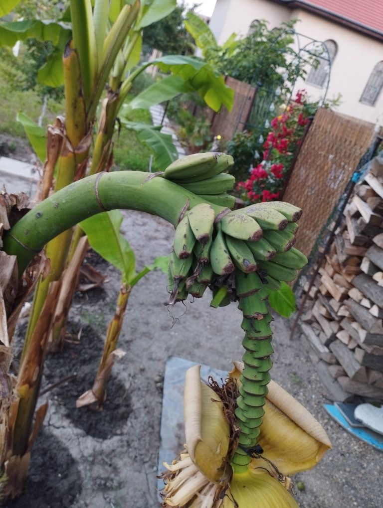 Bananieri lastari