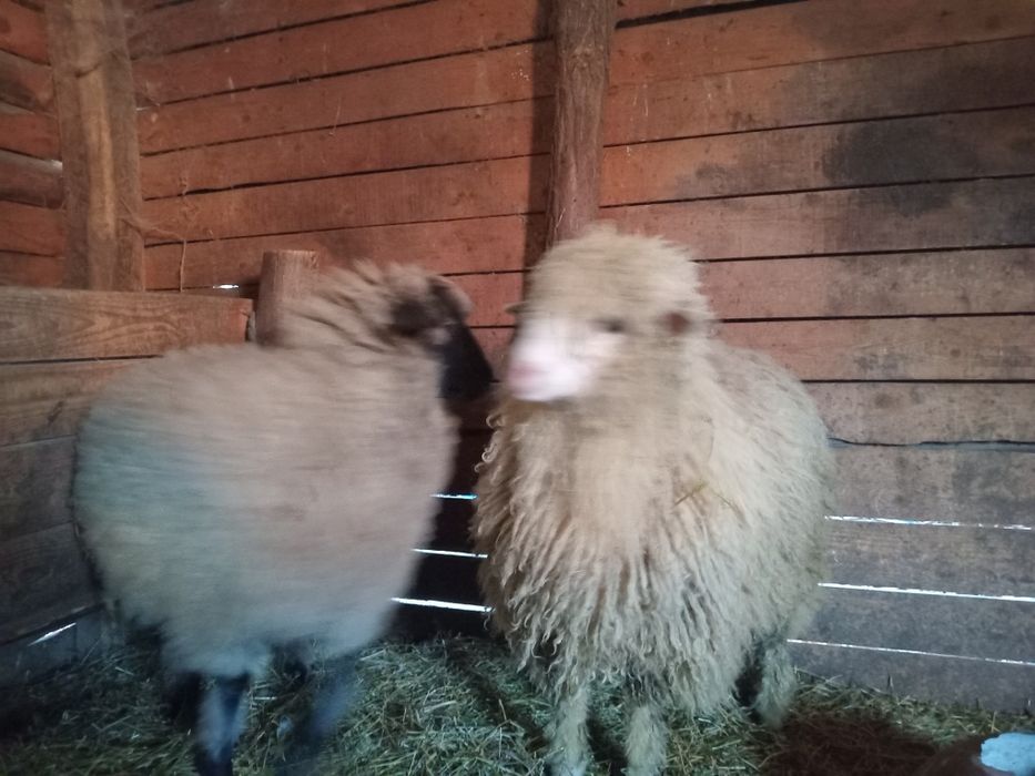 De vânzare mielușe