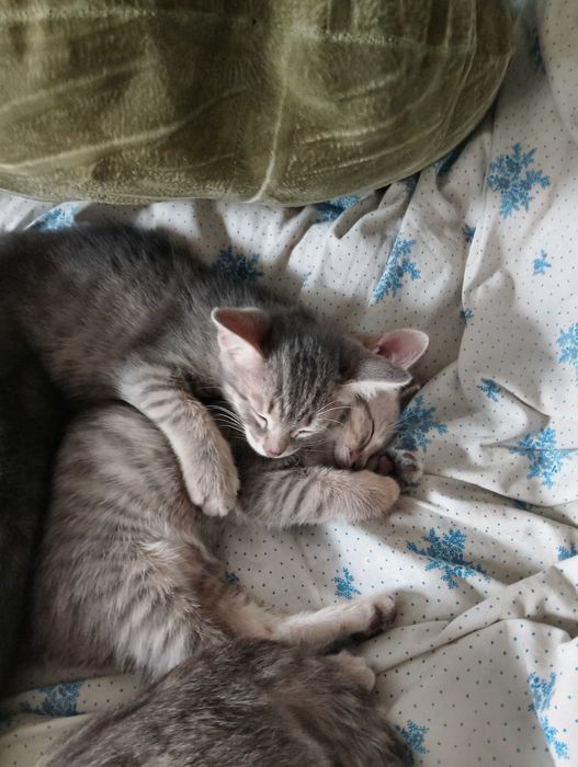 Отдам кошечку 3 месяца