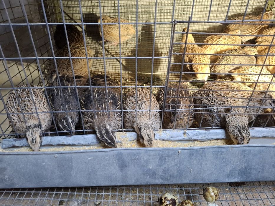 Prepelite jumbo gold si japoneza mare de vanzare