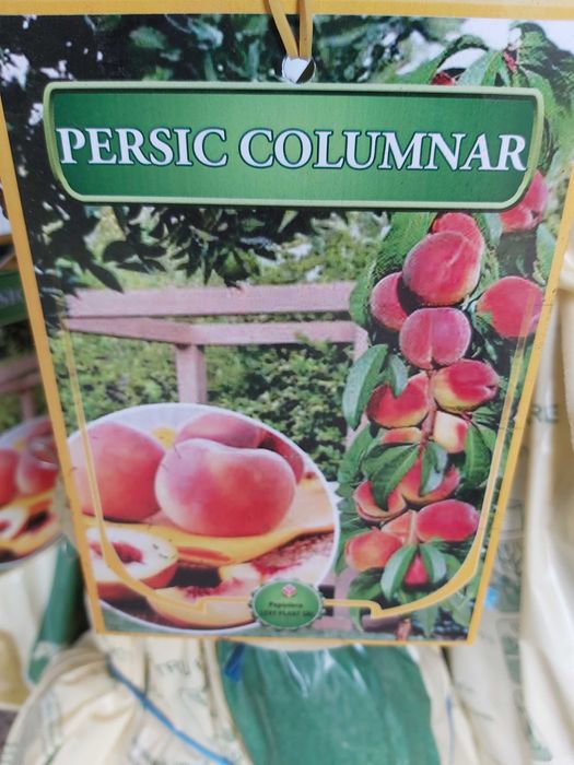 pomi columnari cu radacina ambalata