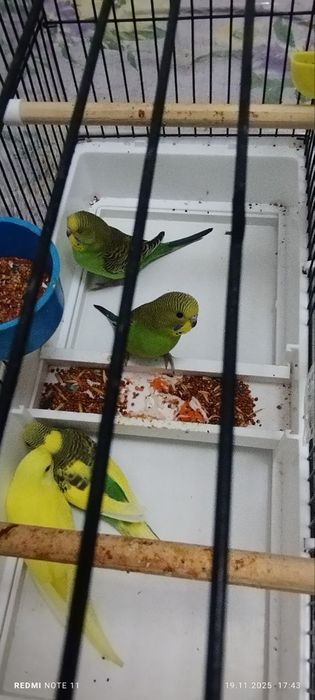 Волнистые попугаи