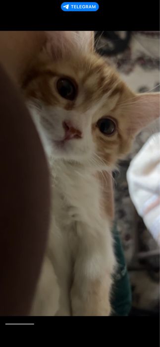 Продоётся котёнок