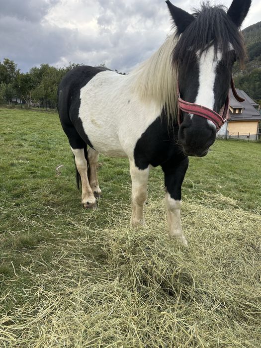 Vand iapa gypsy vanner 4 ani