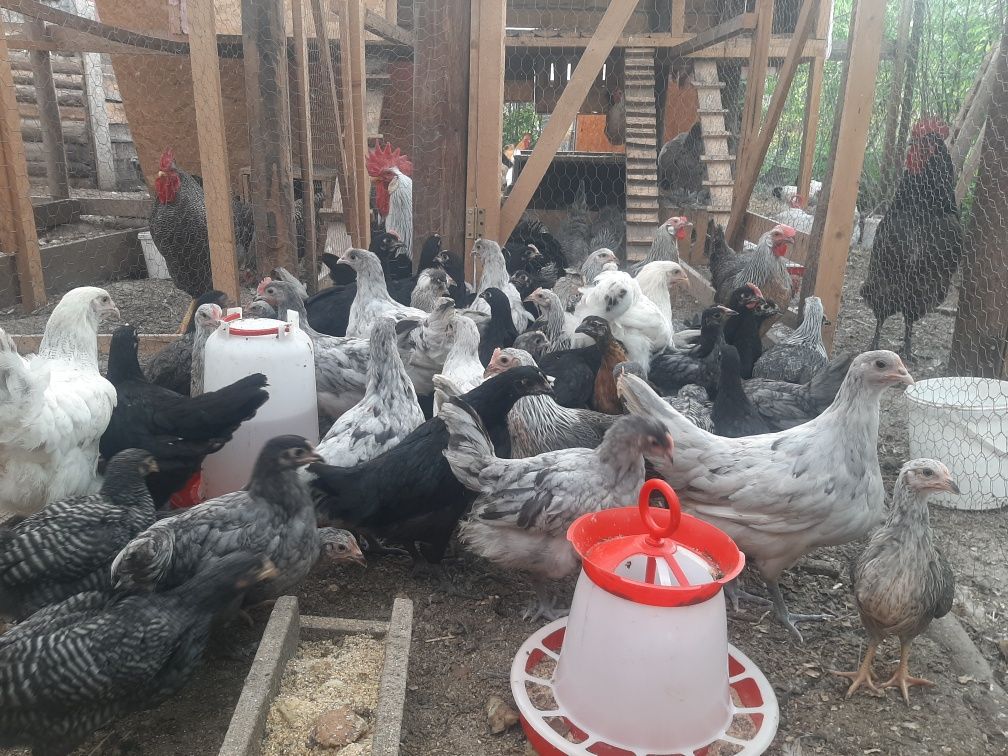 Pui de rasă,australorp