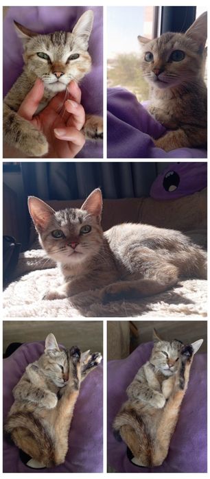 Котёнок (девочка) ищет дом