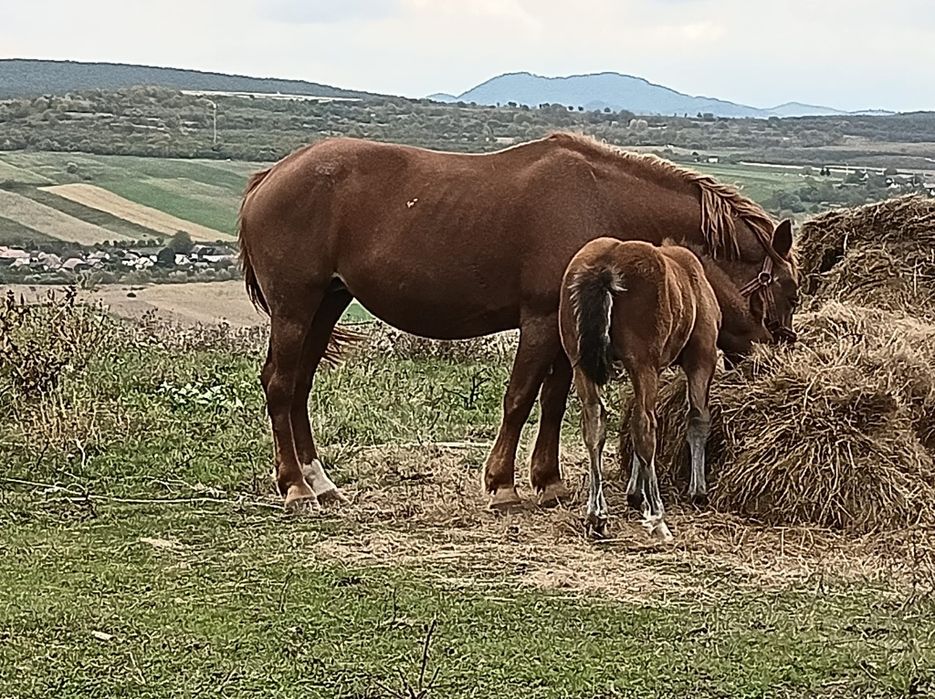 Vând vaci vitei și cai