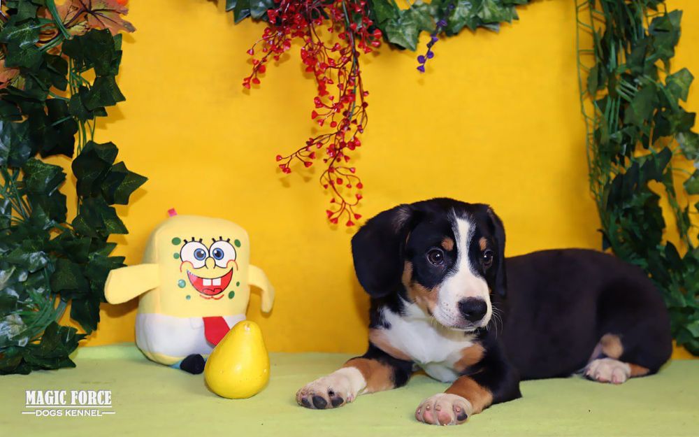 Элитные щенки зененхунда