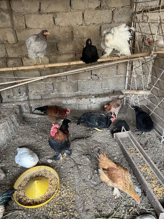 Несушка 90.000 ва Рангли товуклар 220.000 сотилади