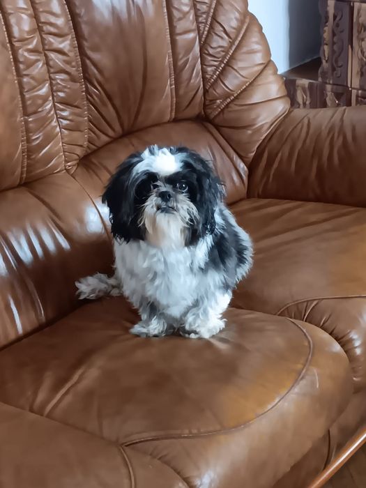 Pui shih tzu Panda Line