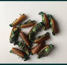 Алтын коныз Майски жук золотой жук синий жук