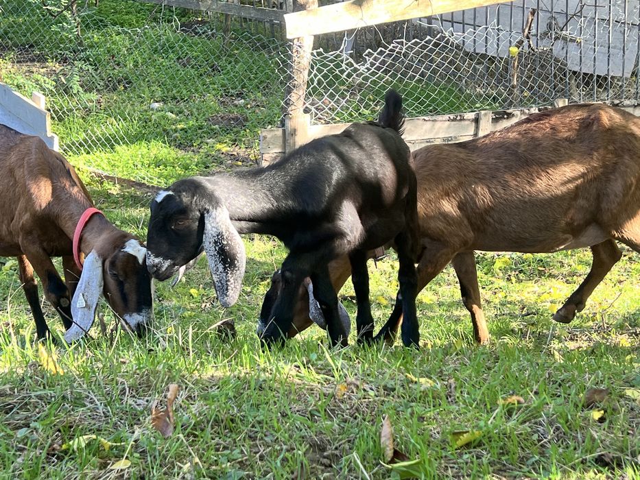 Iede anglonubian din parinti cu pedigree capra