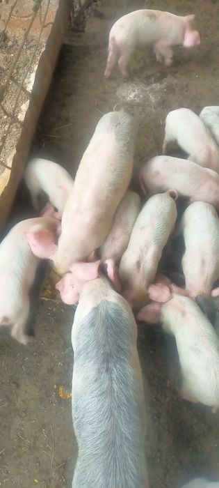 Поросята 1.- 2,5. месяца