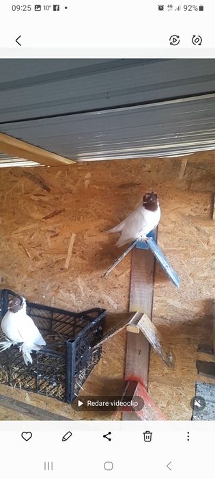 Jucatori de Botoșani