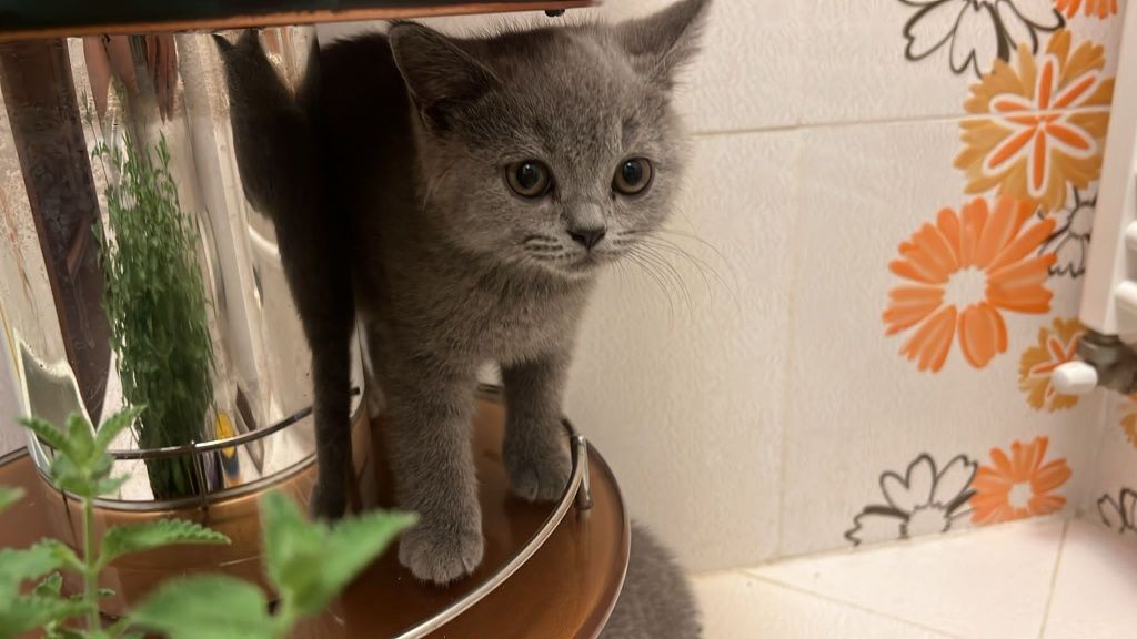 Fetită british shorthair cu pedigree