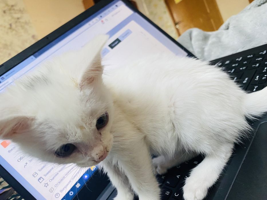 Кошка 2 месяца,