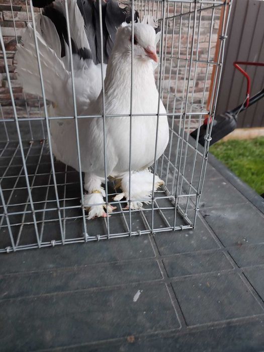 Porumbei voltati indieni