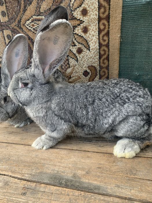 Urias german chinchila