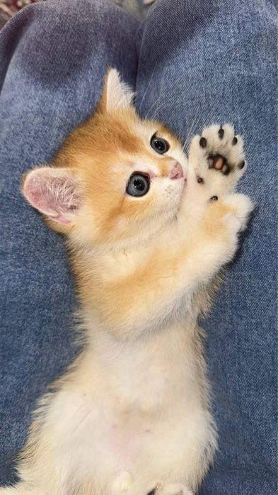 Золотая шиншилла