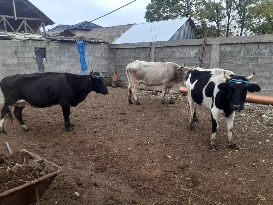 Vaci . Gestante  o72196450o