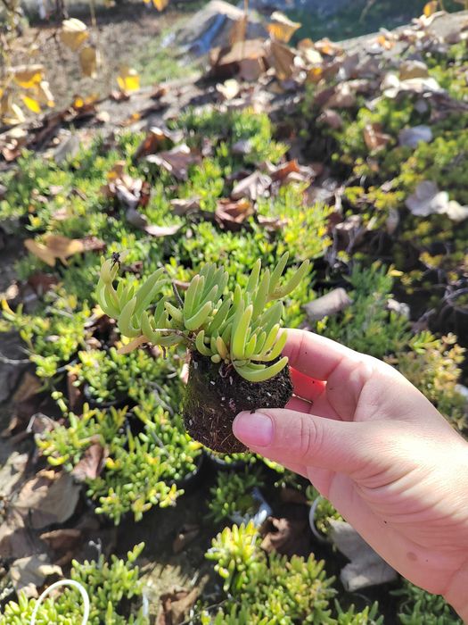 Дебела Мара, Делосперма, Хлорофитум, Фаларис и други