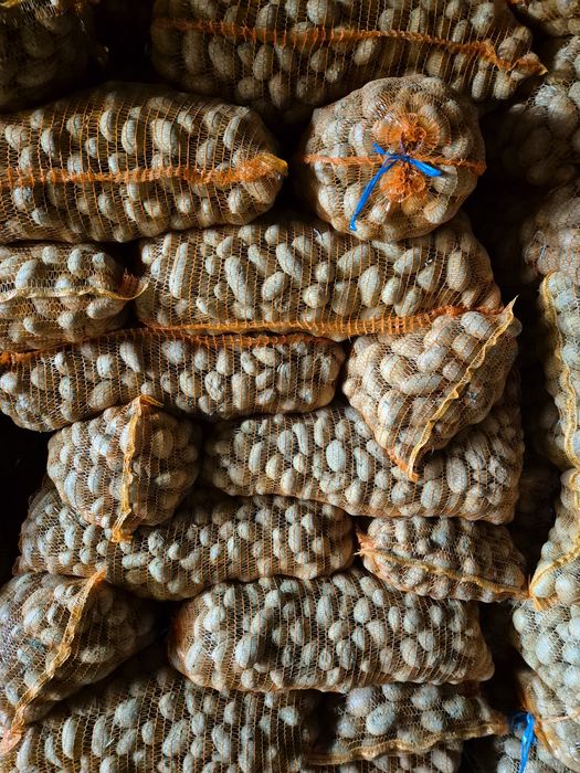 Cartofi samanta bella rosa si captiva si neselectati 80 bani