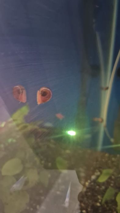 Улитки аквариумные