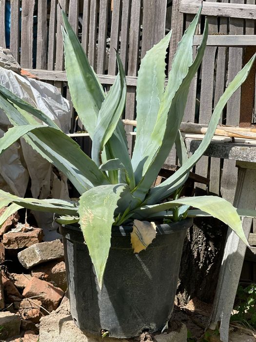 Vand flori ornamentale AGAVA AMERICANE  BUC 3