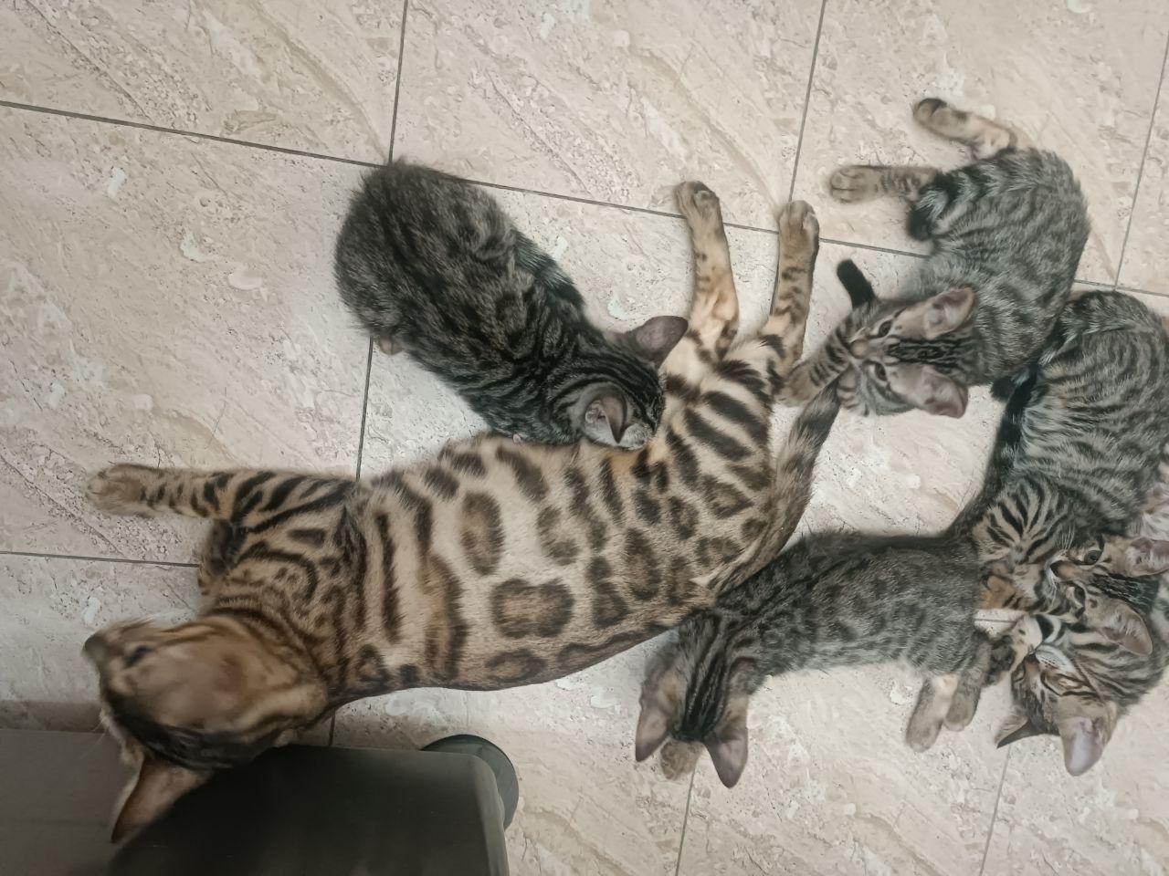 Бенгальский кошка