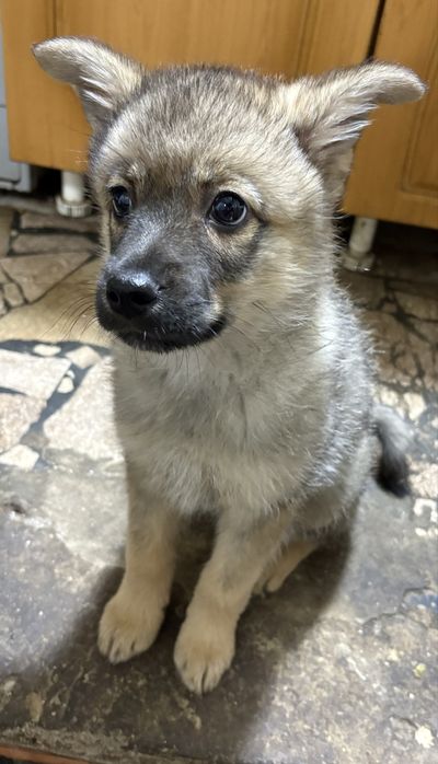 щеночек в добрые руки