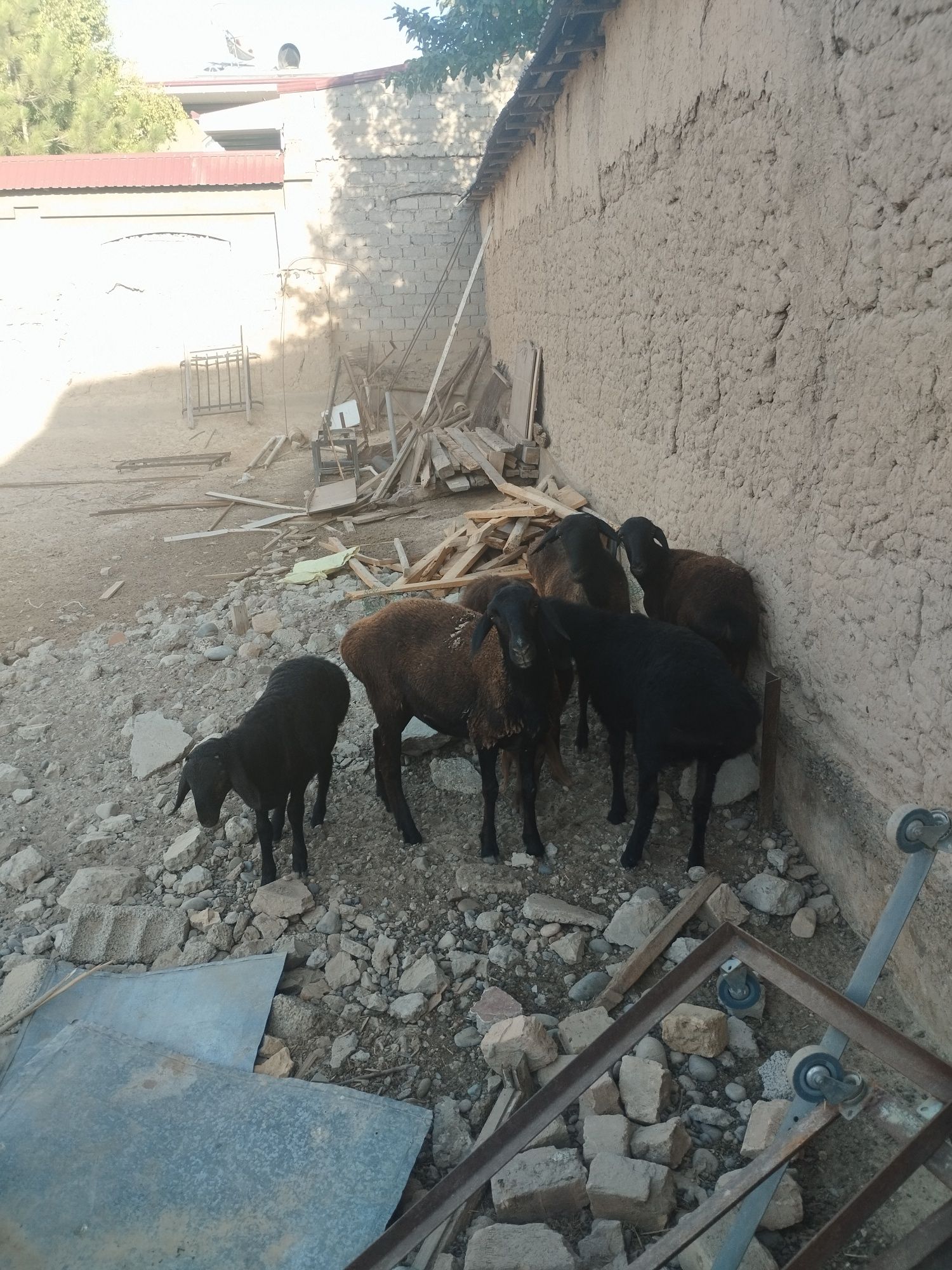 Ona bola Qo'y Qo'chqorla