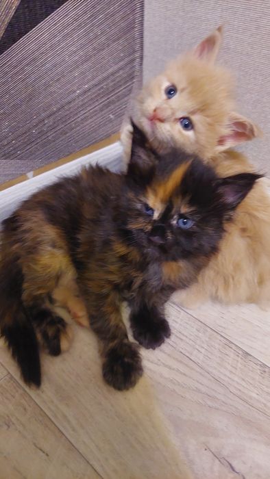 Котята Мейн-куны  с документами