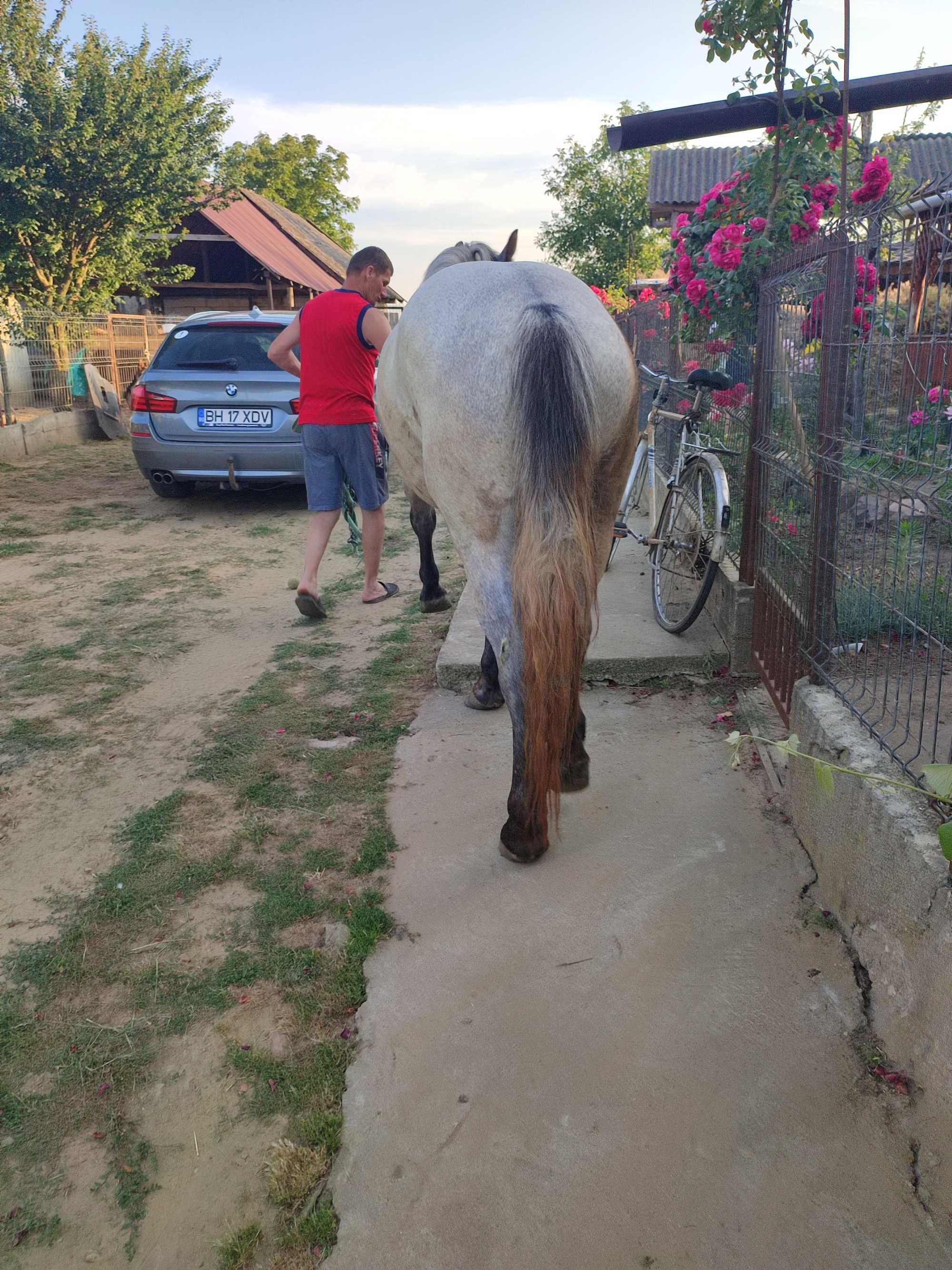 Vând iapă de 2 ani