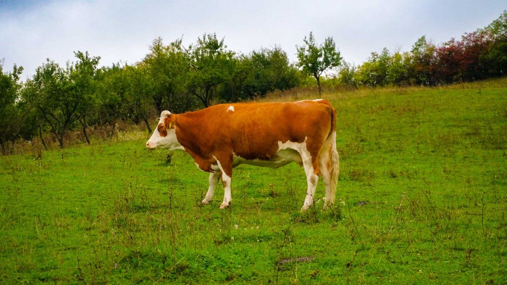 Vacă de  vânzare sau schimb cu oi