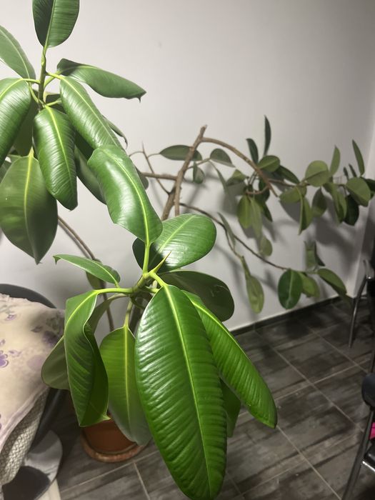 Vand planta ficus in ghiveci