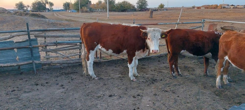 Сатамын   .цена 2900 за кг