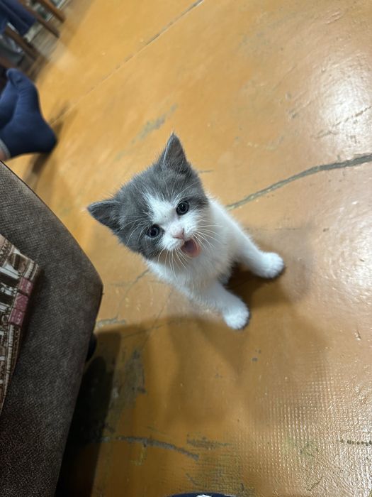 Отдам,котёнка в добрые руки