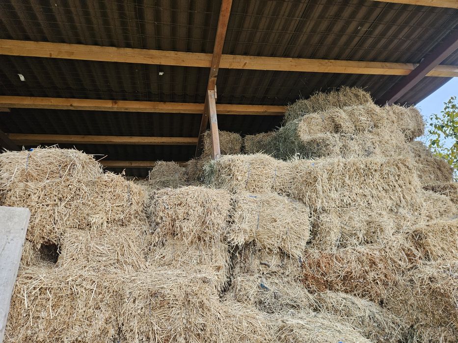 Baloti lucerna 2025 coasa 2 și 3